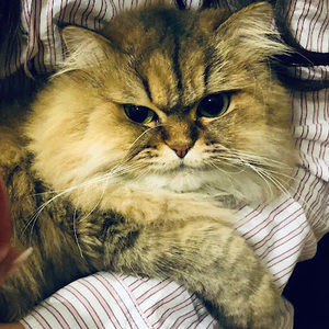 Meet your Posher, Alice